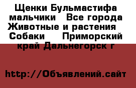 Щенки Бульмастифа мальчики - Все города Животные и растения » Собаки   . Приморский край,Дальнегорск г.